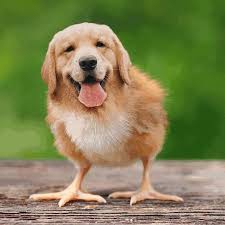 What animal and which breed does Oliver really want?