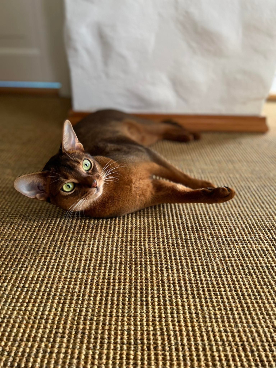 Whose cat is it?