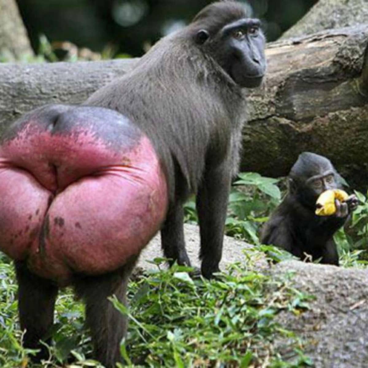 What animal year is 2025?